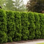 Cypress hedge