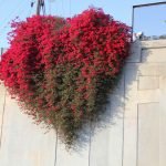 Bougainvillea on the fence
