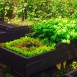 Pestovanie zelene v posteliach