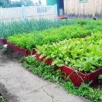 Növekvő saláta