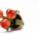Studené porcelánové tulipány