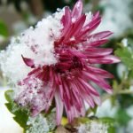 Blomst i sneen