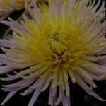 Chrysanthemum trädgård
