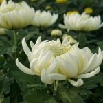 Te Chrysanthemum