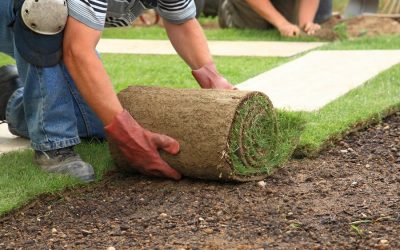 Kako posaditi travnjak: ispravna uputa