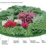 Scheme of flower beds of shadow plants