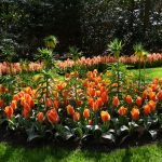 Parterre de fleurs avec des tulipes