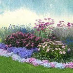 Schéma kvetinové záhony kontinuálneho kvitnutia
