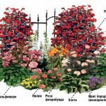 Схема на цветна градина от рози