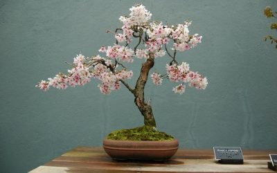 DIY bonsai
