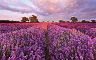 Lavendel: beplantning og stell i åpen mark og potter