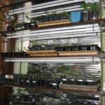Shelves for seedlings