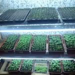 Seedlings on the shelves