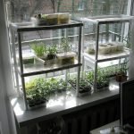 Police za sadnice na prozoru