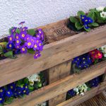 Shelf for violets