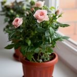 Rosa roser
