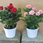 två blomkrukor med en ros