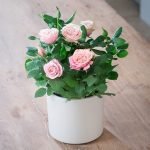Roses dans un pot de fleurs