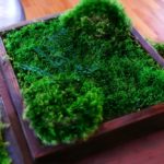 Composition of moss