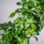 Tumbuhan Ivy